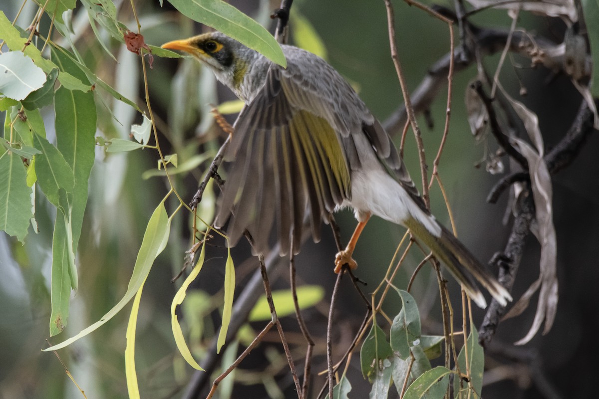 Yellow-throated Miner - ML616402905