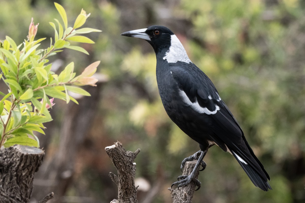 Australian Magpie (Black-backed) - ML616402935