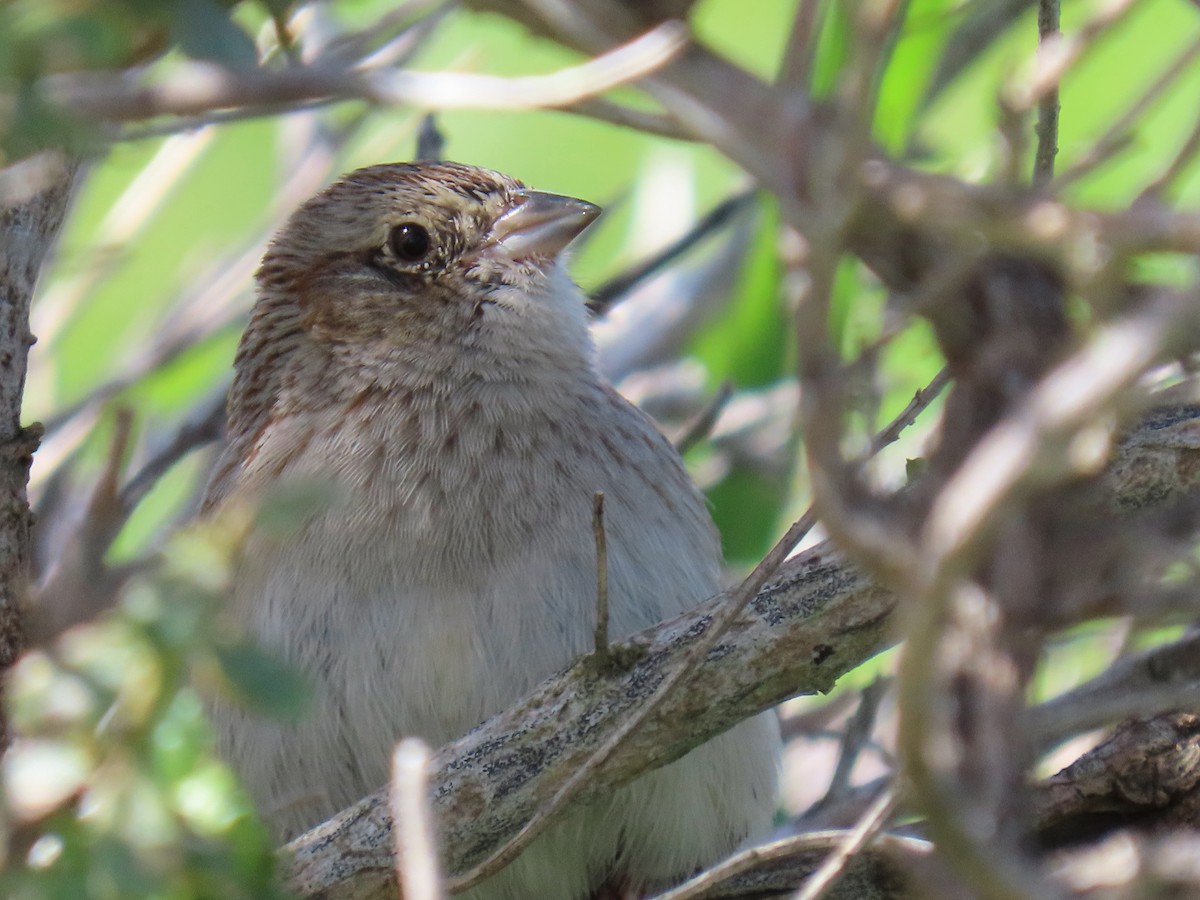 Cassin's Sparrow - ML616402964