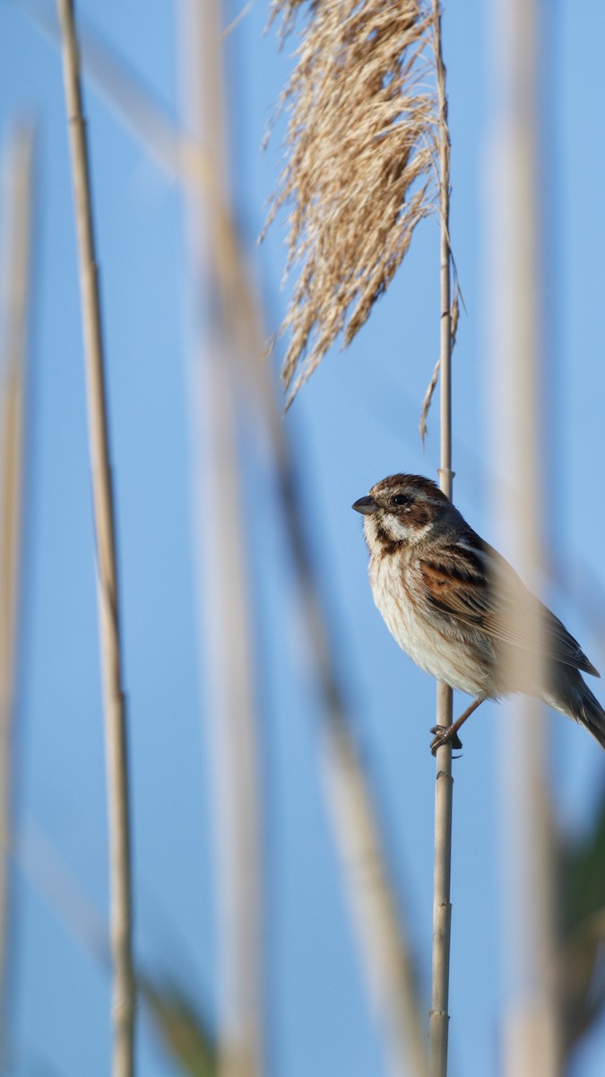 Reed Bunting - YUSUF CANBAZ