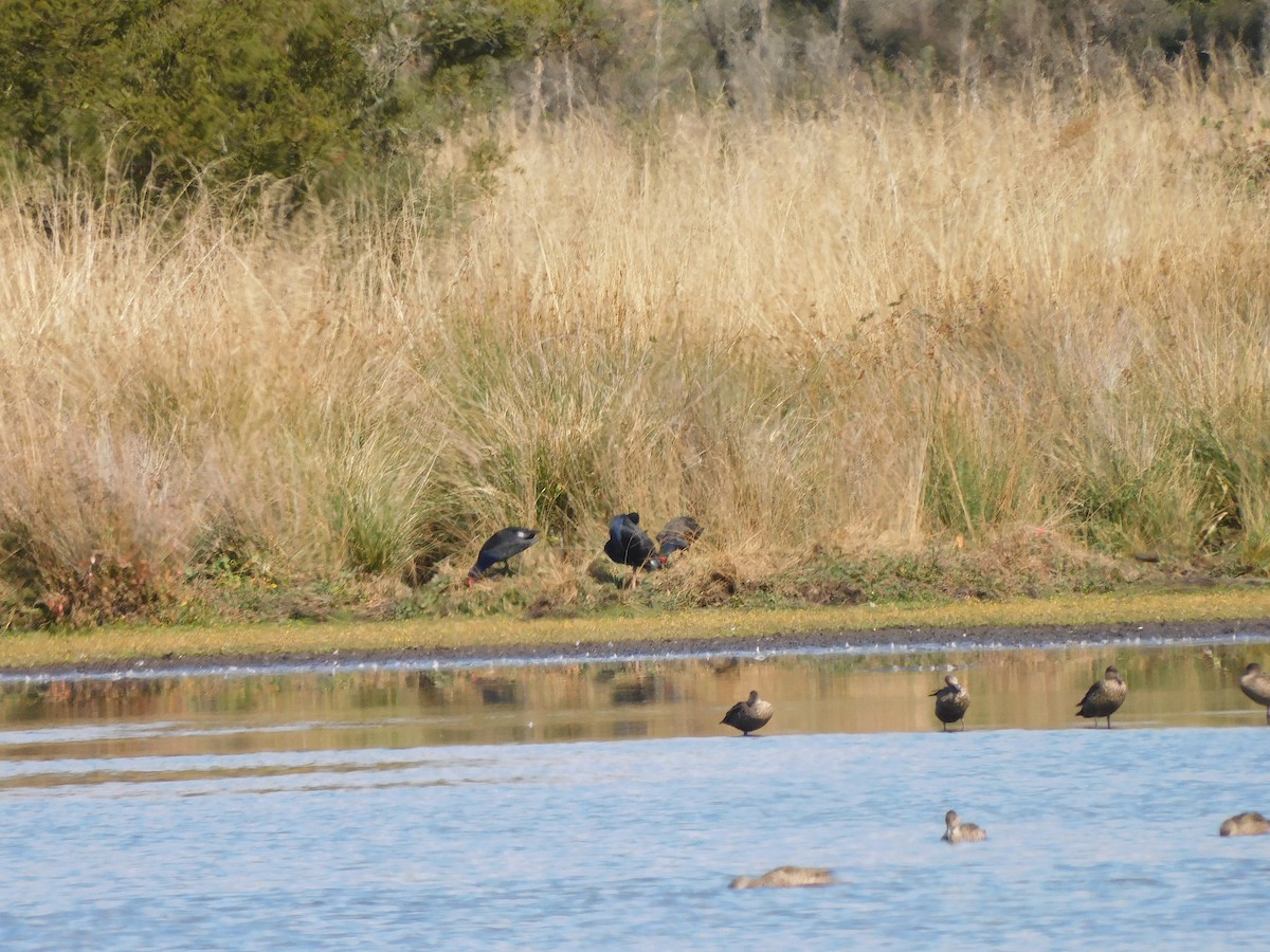 Australasian Swamphen - ML616403054