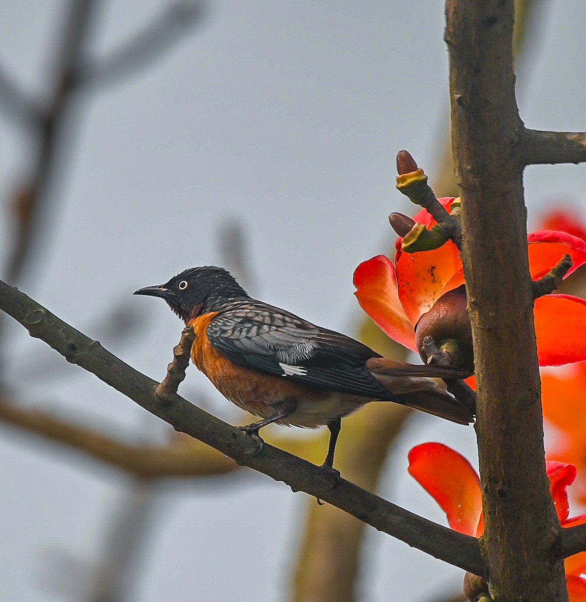 Spot-winged Starling - ML616403093