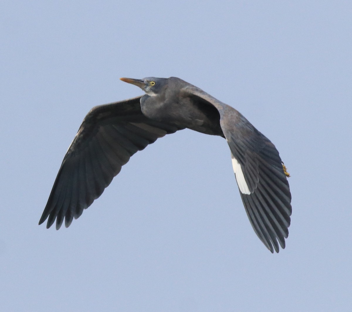 Western Reef-Heron - ML616403112