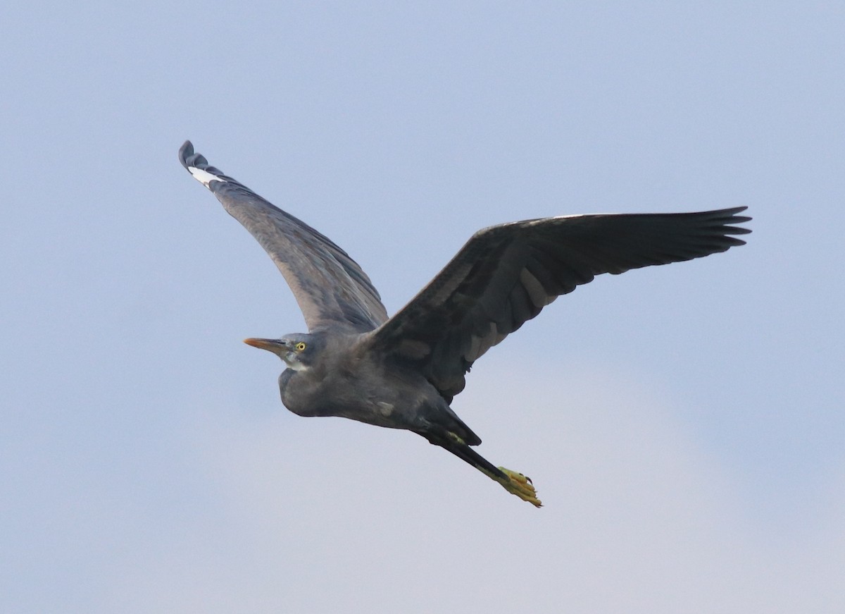 Western Reef-Heron - ML616403115