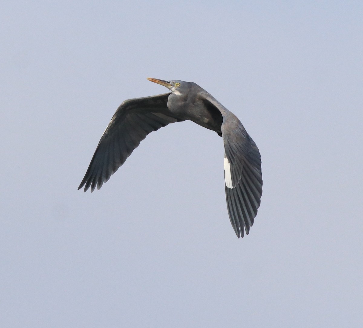 Western Reef-Heron - ML616403117