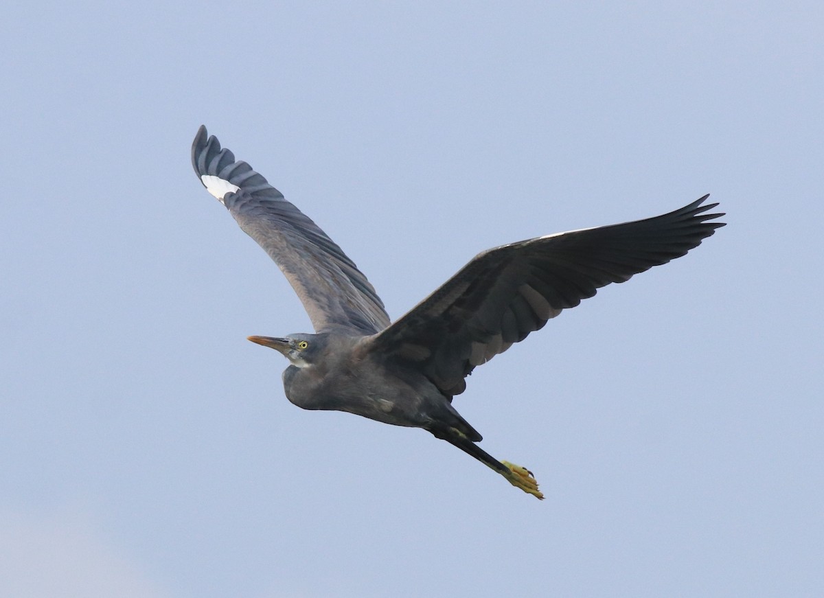 Western Reef-Heron - ML616403120