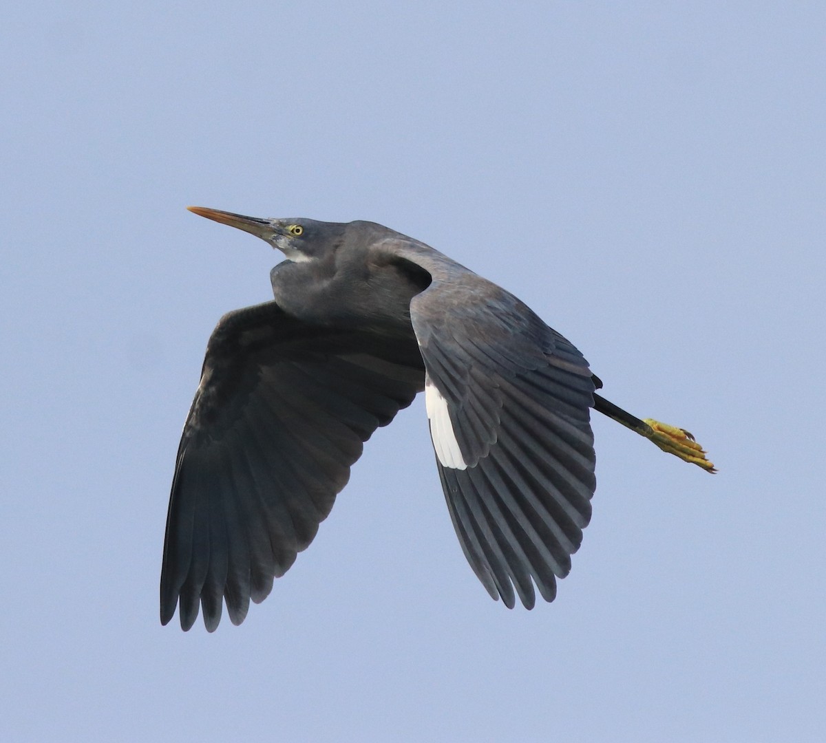 Western Reef-Heron - ML616403123