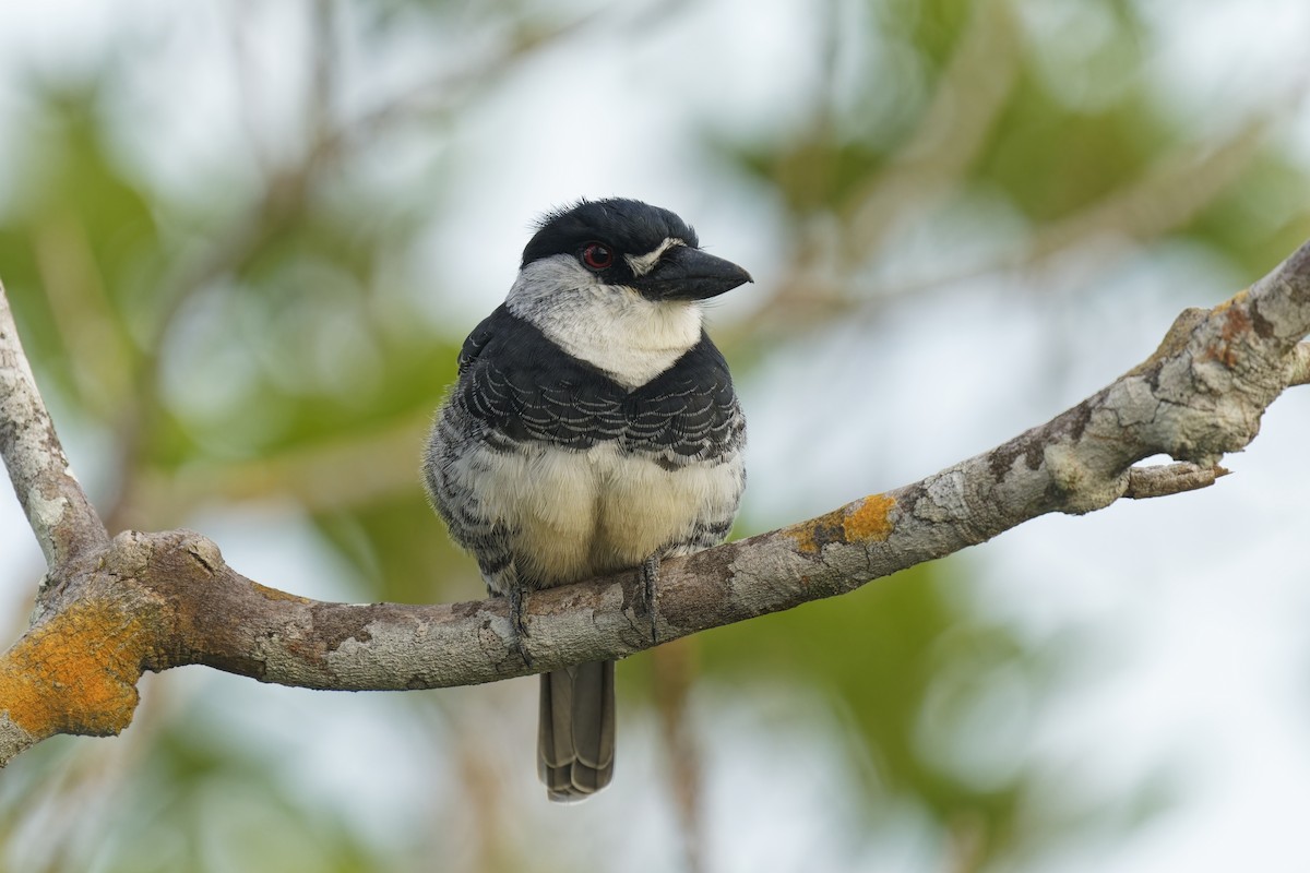 Guianan Puffbird - ML616403308