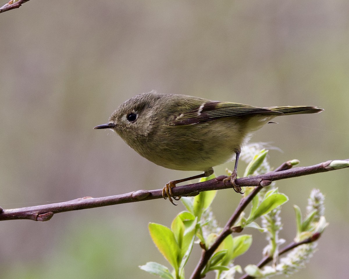 Ruby-crowned Kinglet - ML616403313