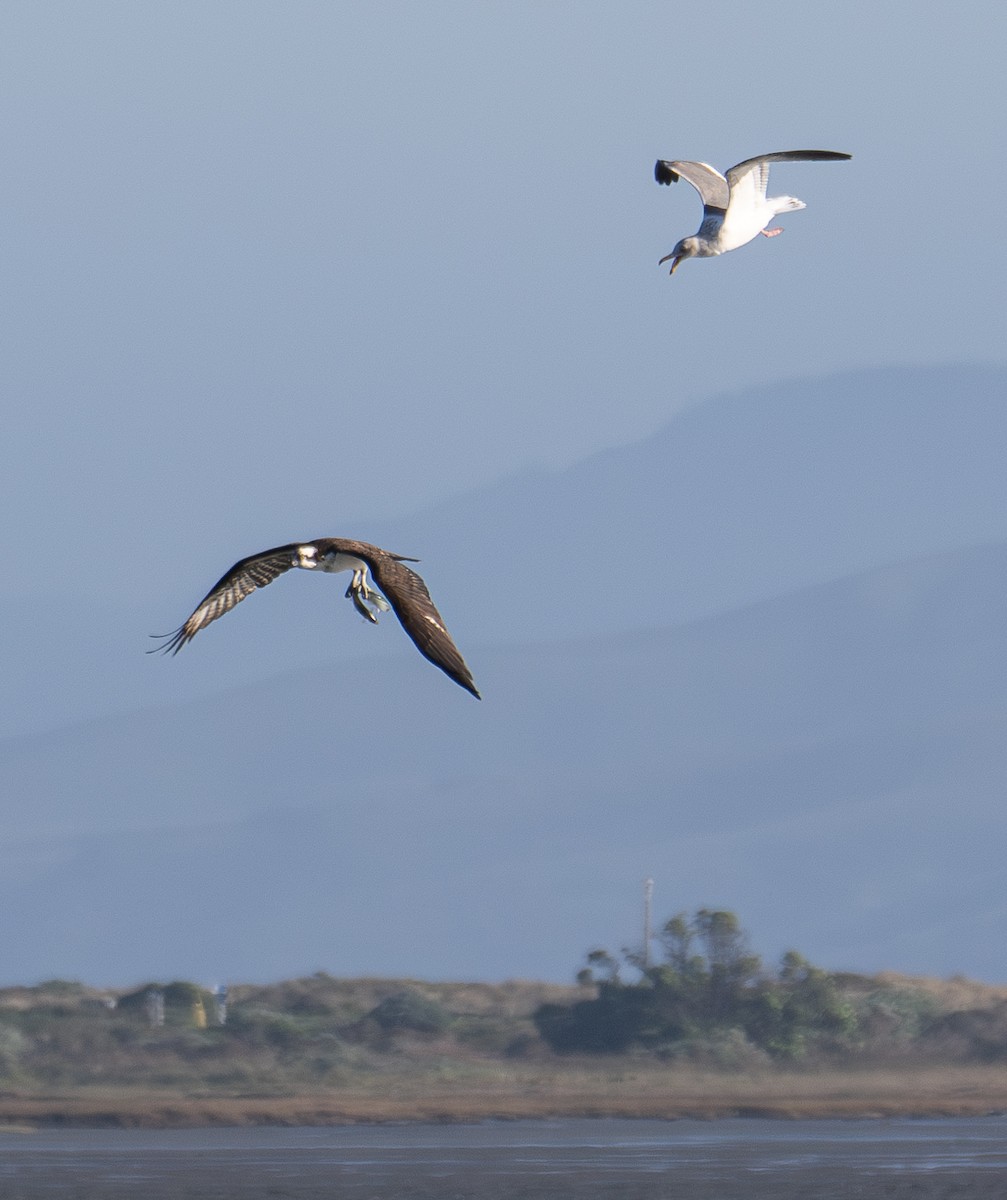 Osprey - Elizabeth Crouthamel