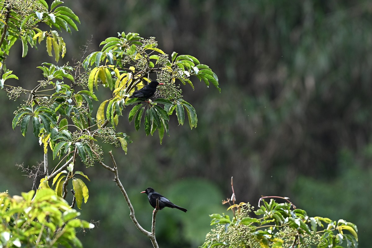 Black Bulbul - Lee-Lien WANG