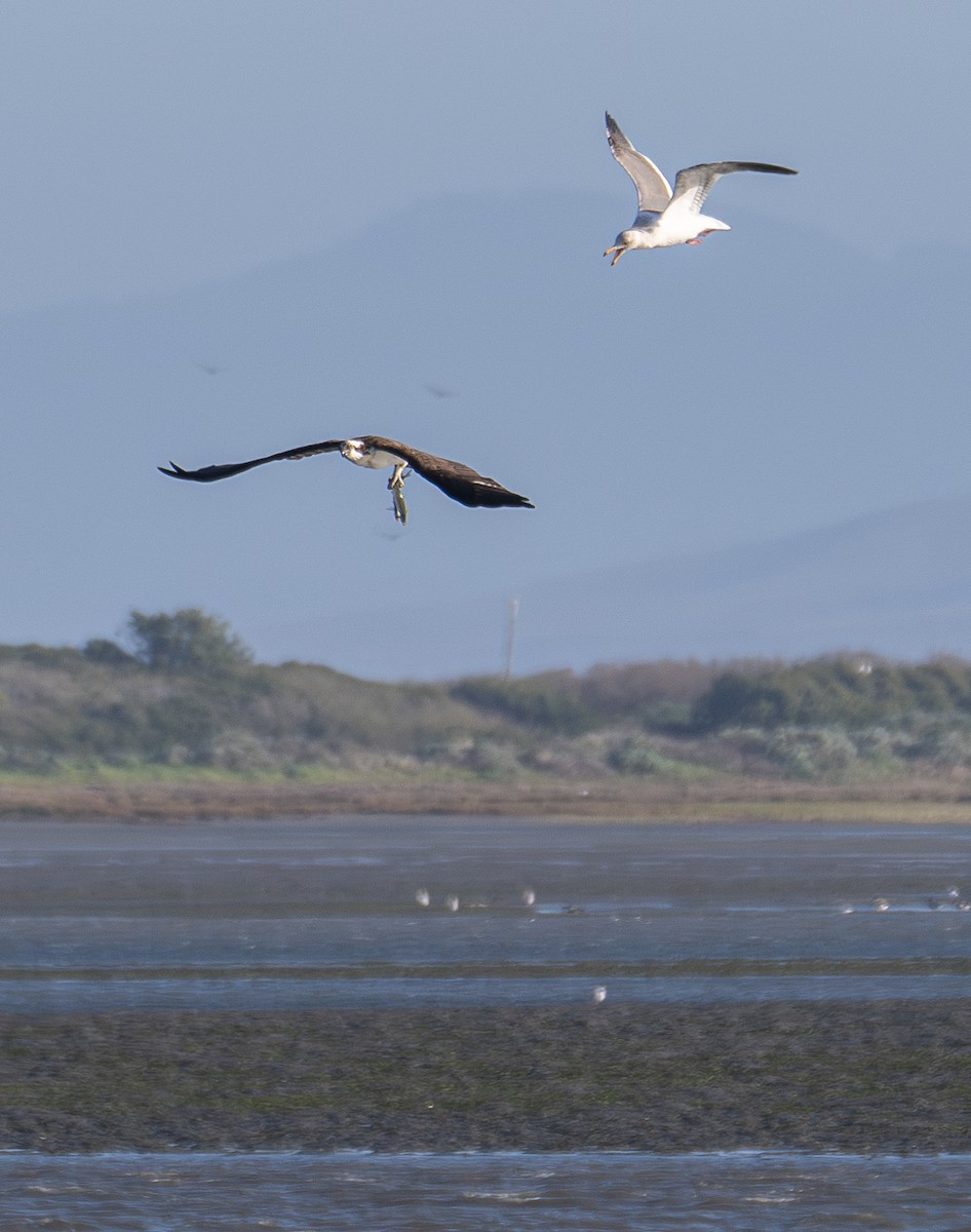 Águila Pescadora - ML616403330