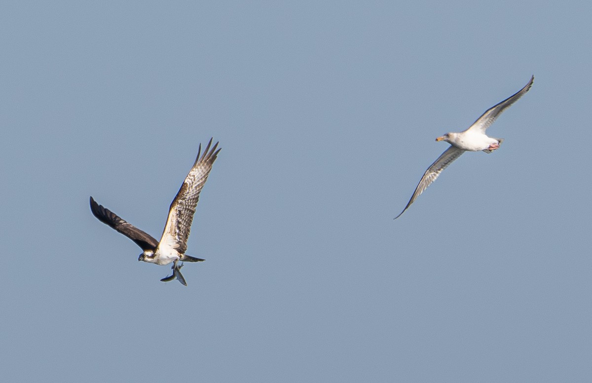 Osprey - Elizabeth Crouthamel