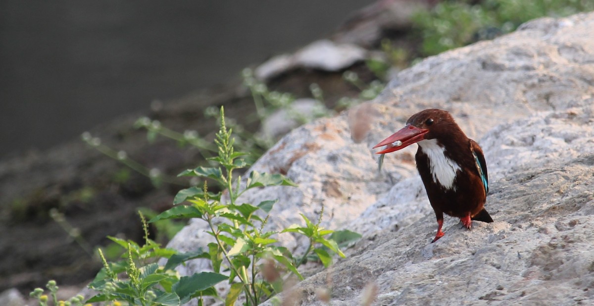 White-throated Kingfisher - Dr Nandini Patil