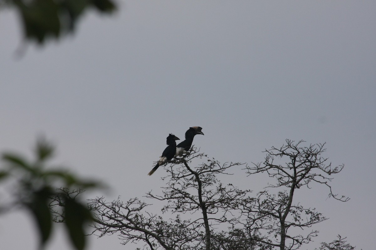 Eastern Long-tailed Hornbill - ML616403501