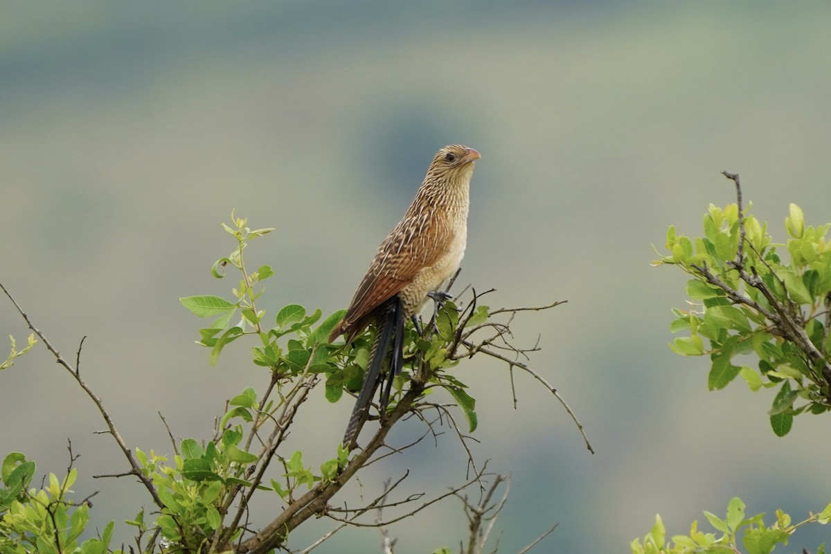 Black Coucal - ML616403541