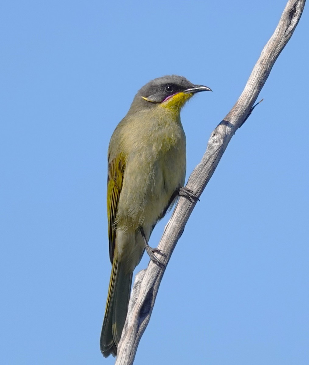 Purple-gaped Honeyeater - ML616403620