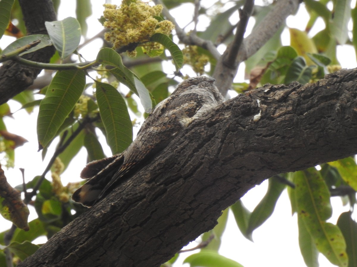 Jungle Nightjar - ML616403636