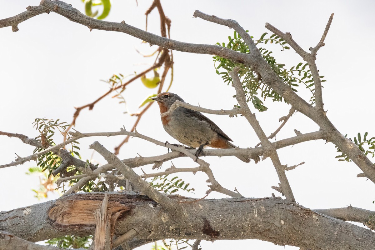 Tamarugo Conebill - ML616403670