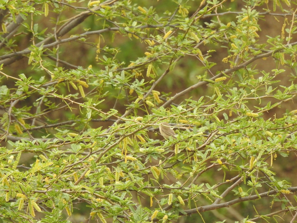 Booted Warbler - ML616403706