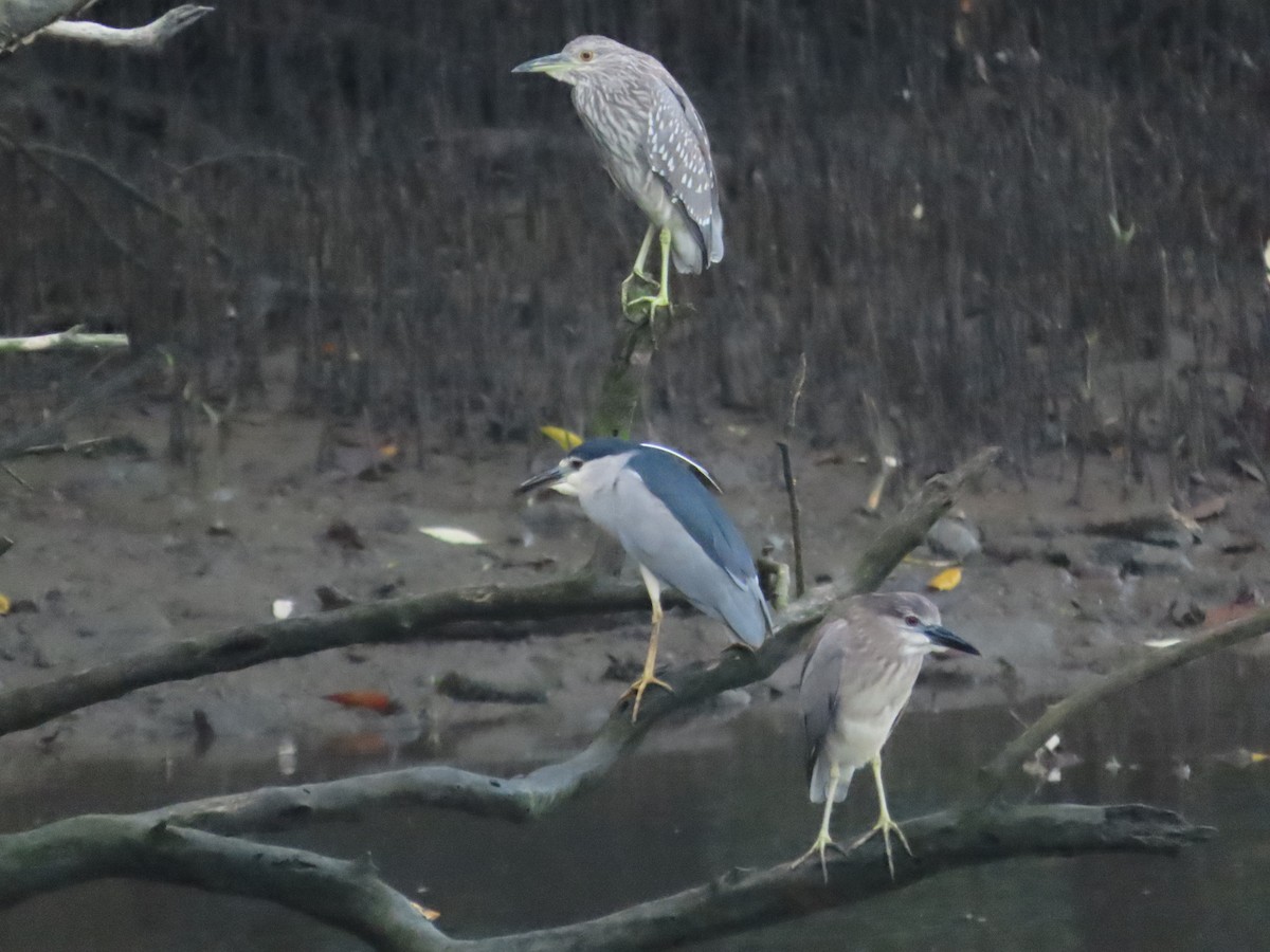 Black-crowned Night Heron - ML616403721