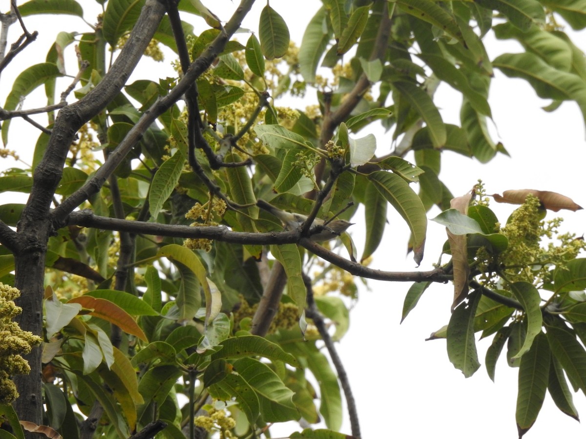 Sykes's Warbler - ML616403736