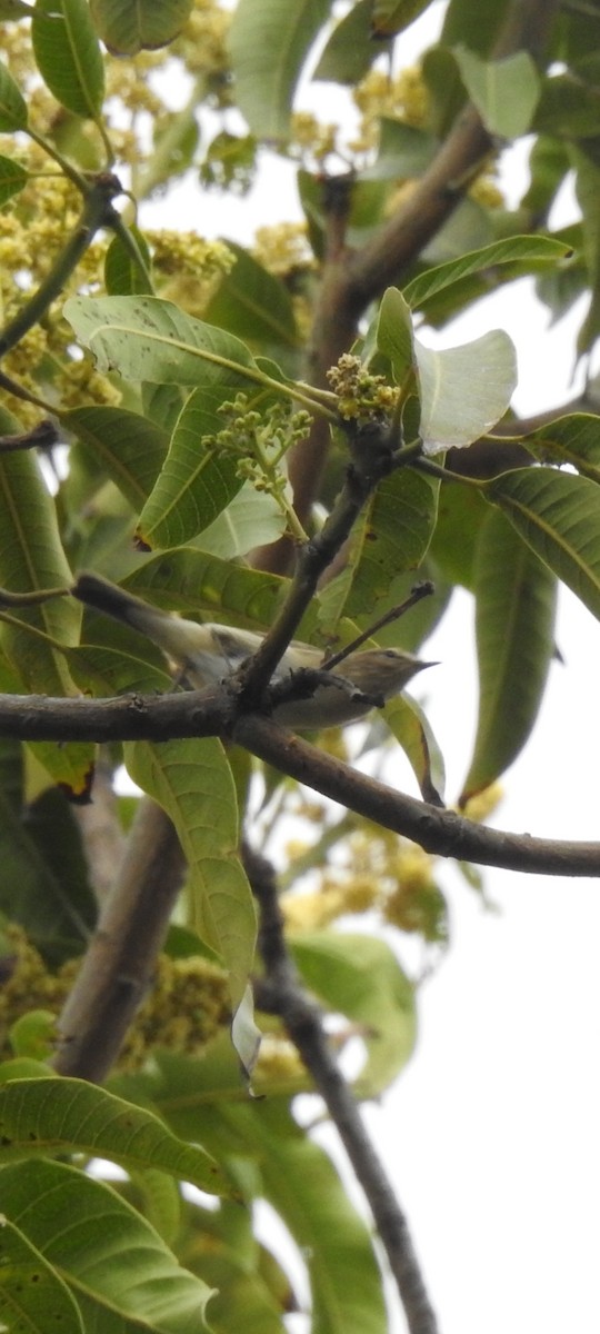 Sykes's Warbler - ML616403738