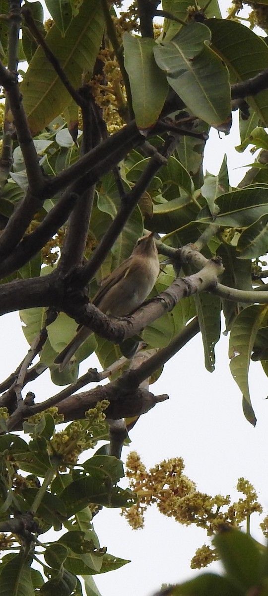 Sykes's Warbler - ML616403741