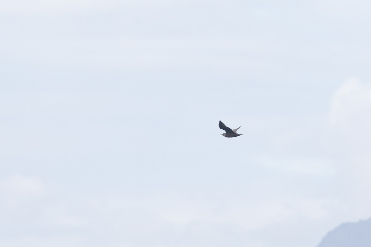 Parasitic Jaeger - Dan Burgin