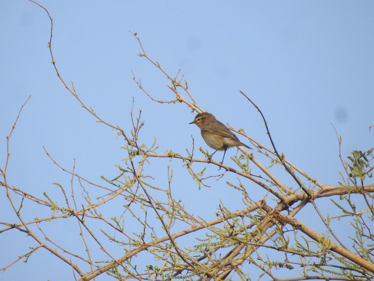 Mosquitero Común - ML616403769