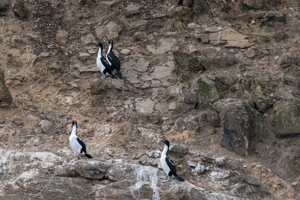 Cormoran caronculé - ML616403832