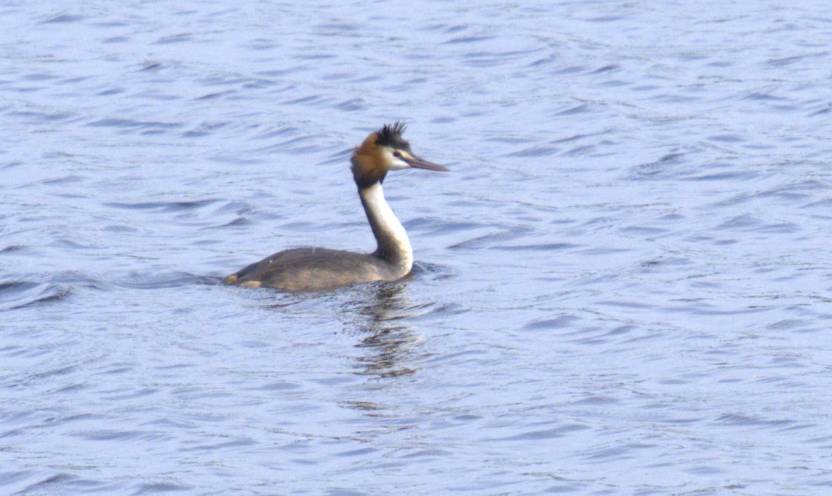 Great Crested Grebe - ML616403838