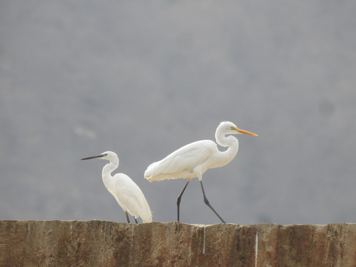 Little Egret - ML616403839