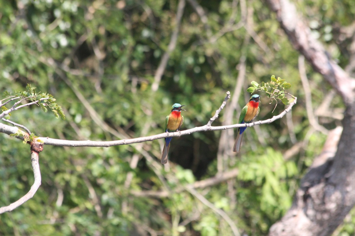 Red-throated Bee-eater - ML616403851