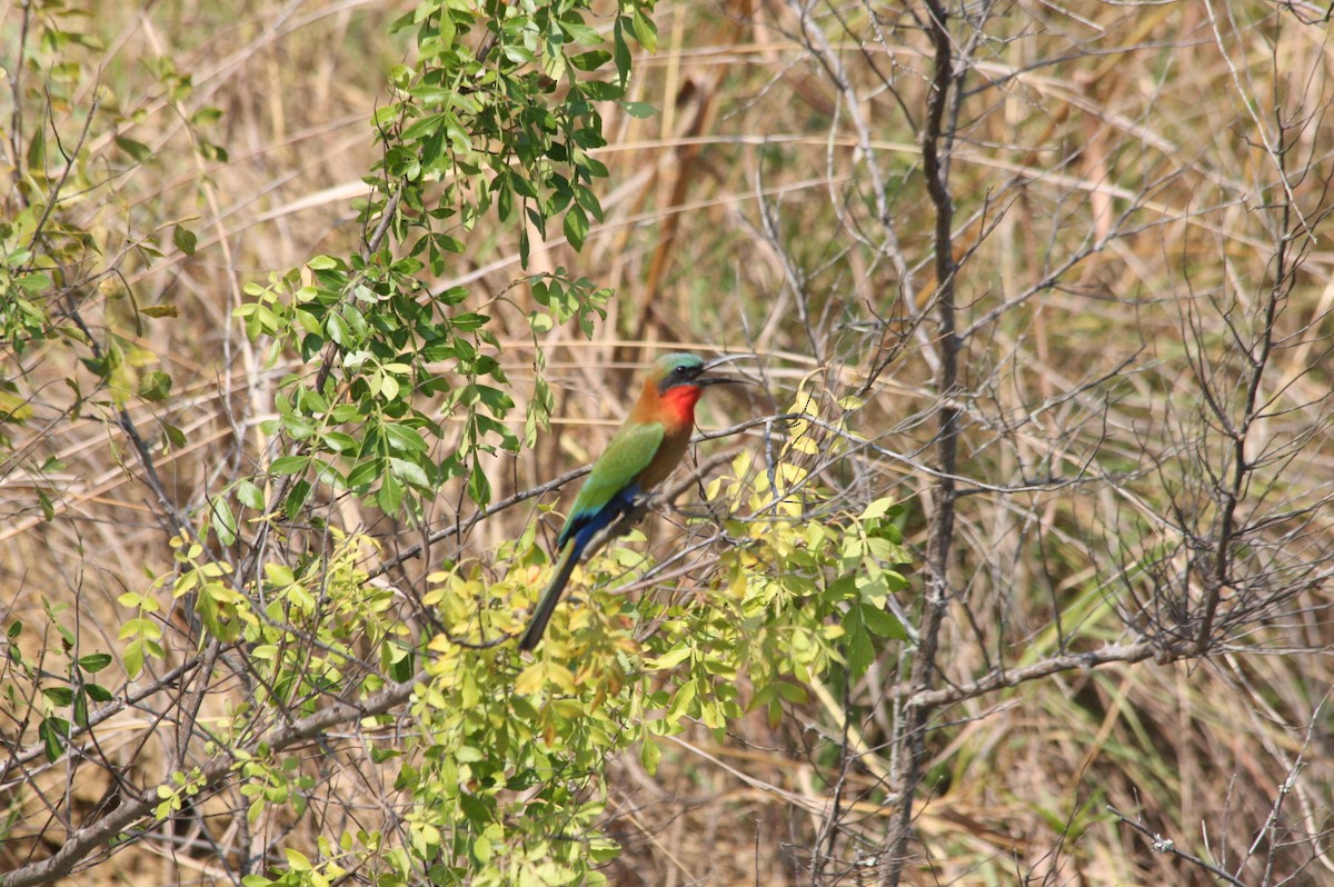 Red-throated Bee-eater - ML616403852