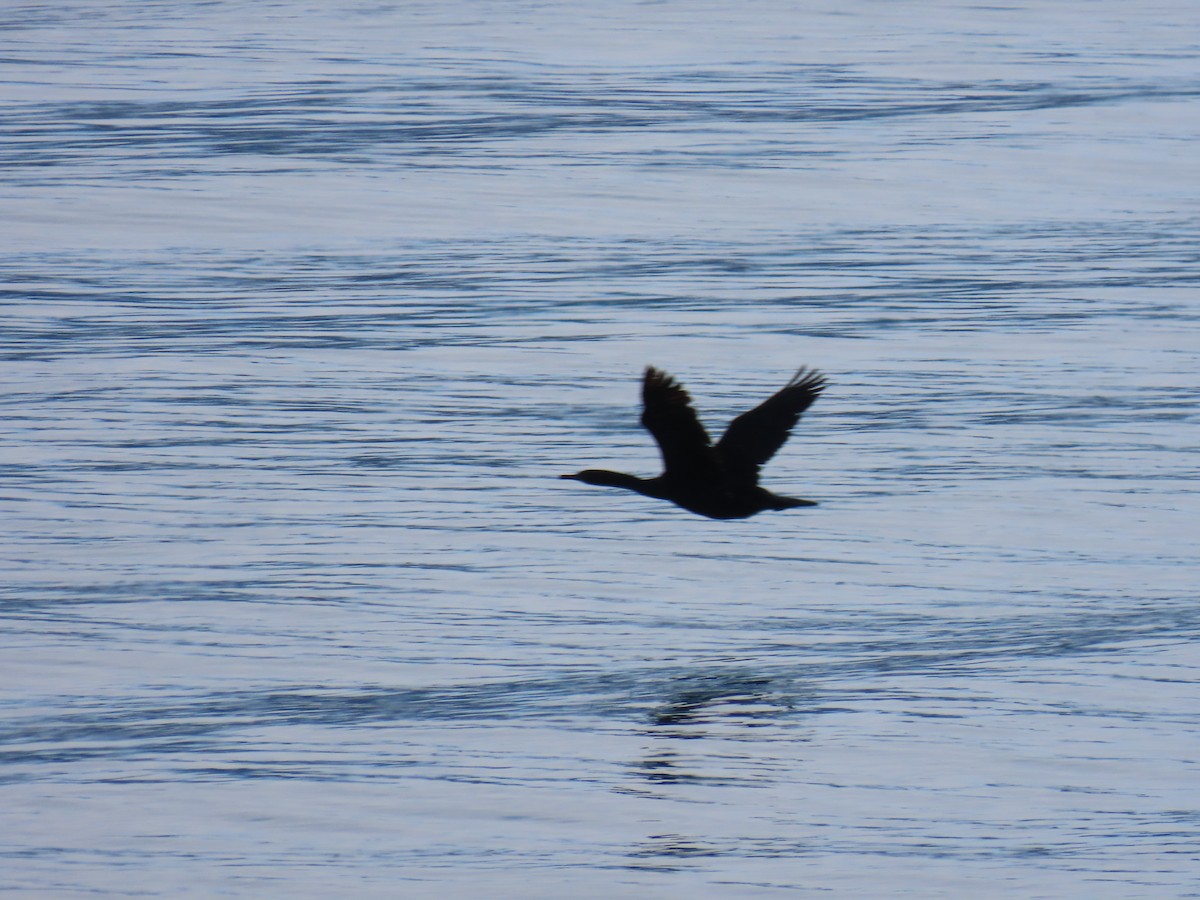 Pelagic Cormorant - Laura Burke