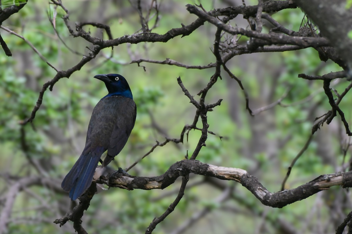 Common Grackle - Valeria Hernández Campos