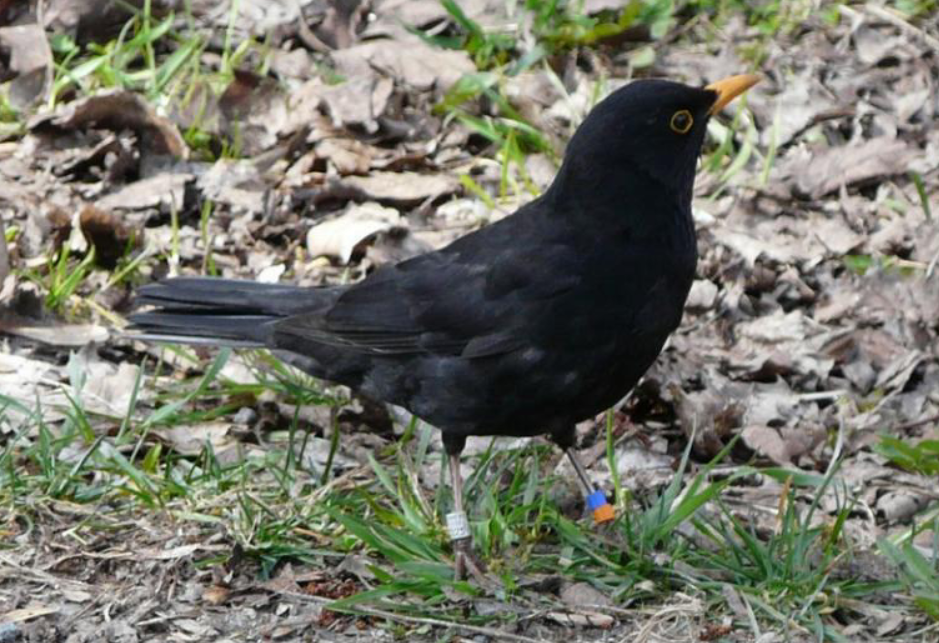 Eurasian Blackbird - ML616403945