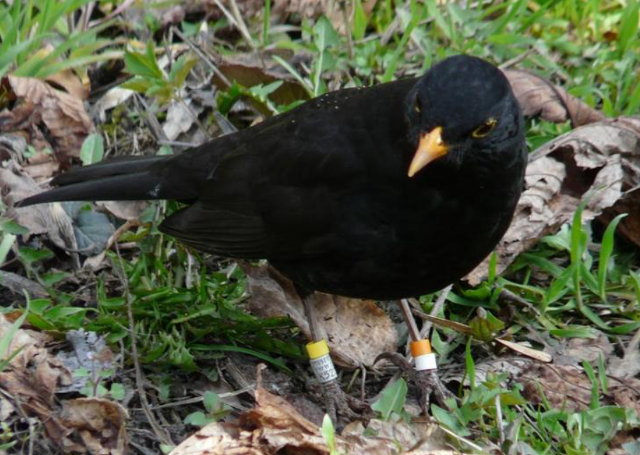 Eurasian Blackbird - ML616403946