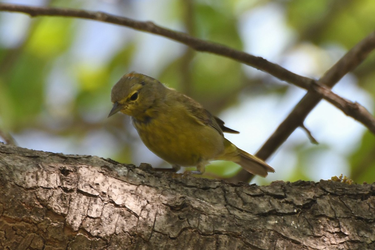 Orange-crowned Warbler - Valeria Hernández Campos