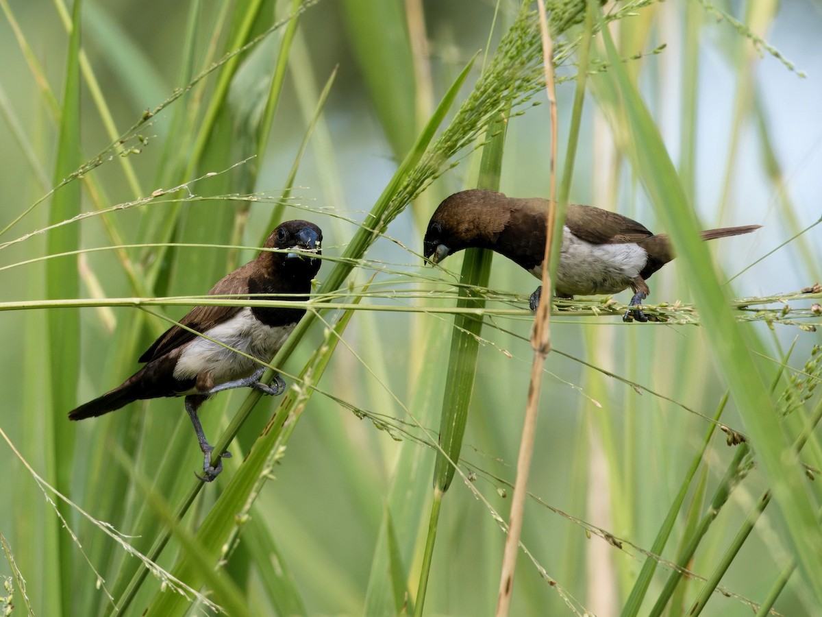 Javan Munia - Evelyn Lee