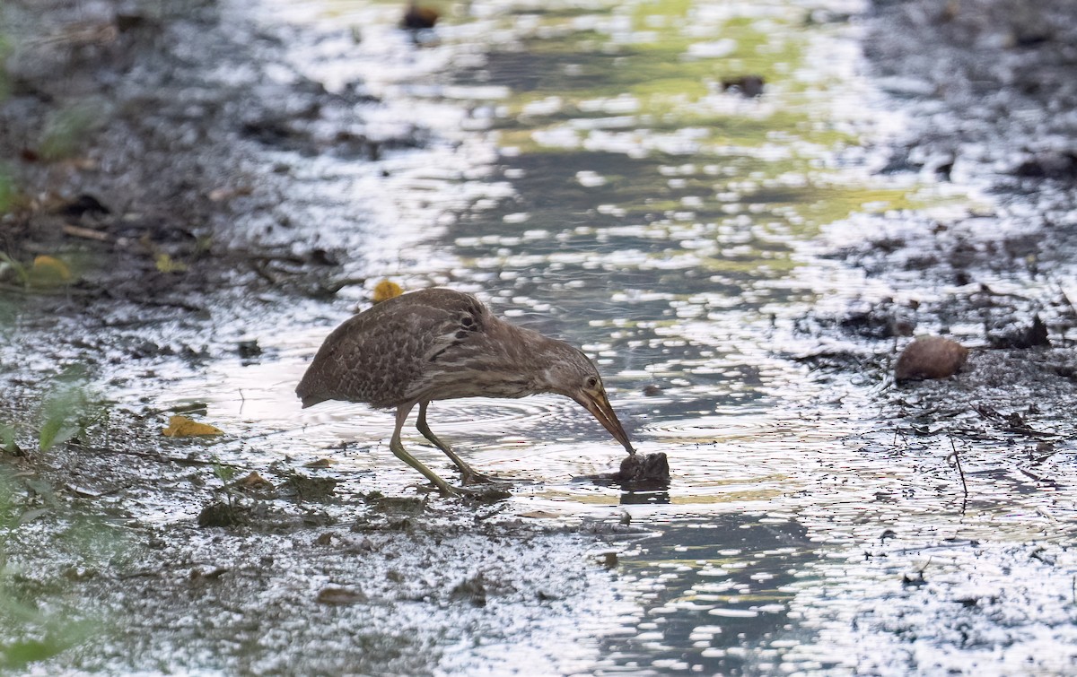 Cinnamon Bittern - ML616404104