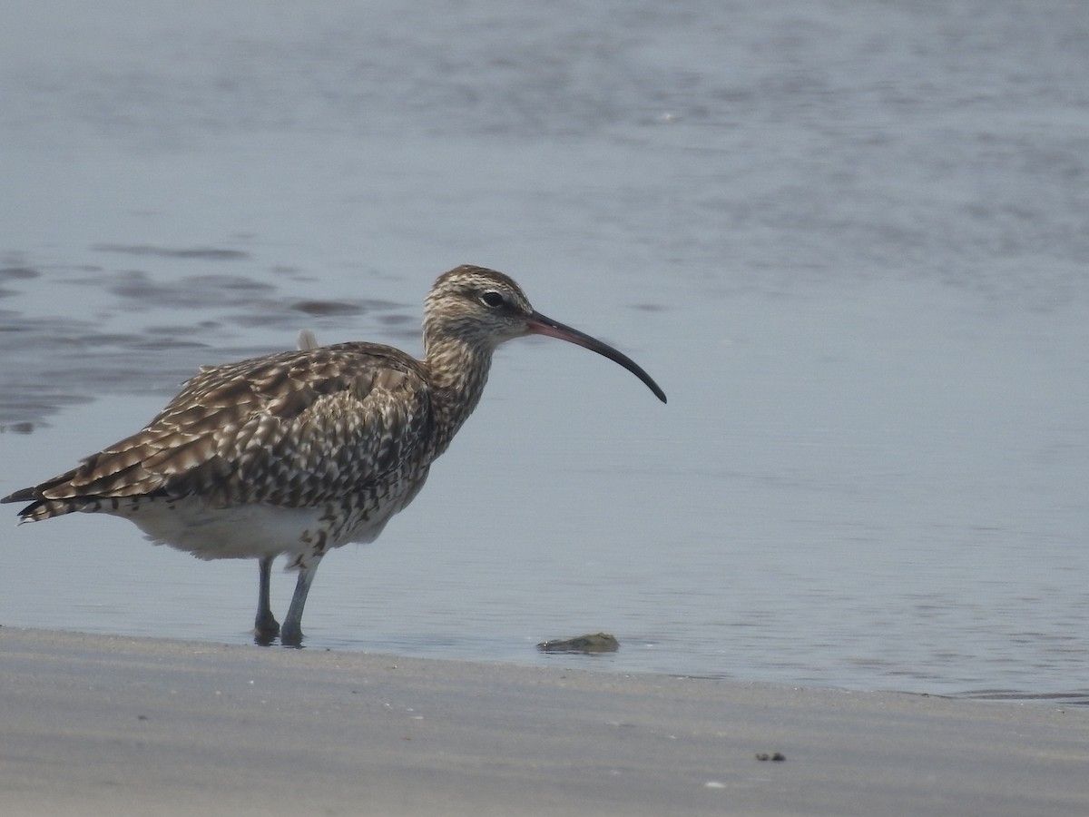 Whimbrel - ML616404129