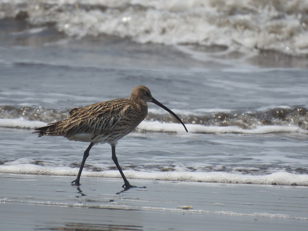 Eurasian Curlew - ML616404155