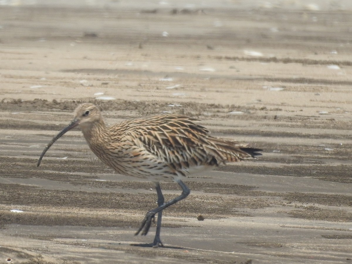 Eurasian Curlew - Mohit Aggarwal