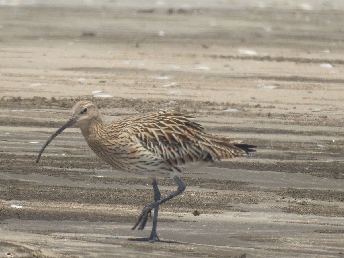 Eurasian Curlew - ML616404157