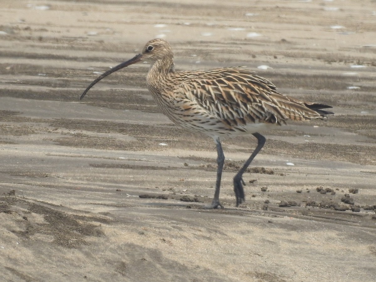 Eurasian Curlew - Mohit Aggarwal