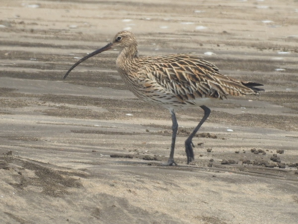 Eurasian Curlew - ML616404158