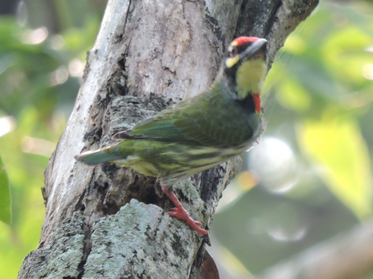 Coppersmith Barbet - Solomon Raj Inbanathan