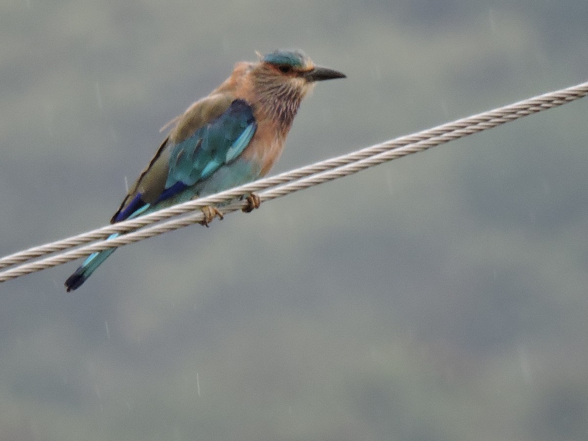 Indian Roller - Solomon Raj Inbanathan